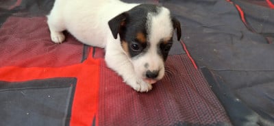 Les chiots de Jack Russell Terrier