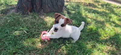 Les chiots de Jack Russell Terrier