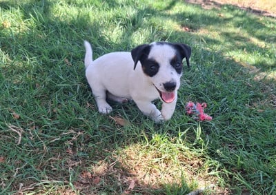 Les chiots de Jack Russell Terrier