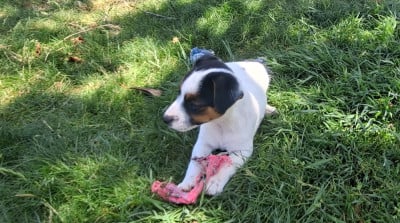 Les chiots de Jack Russell Terrier
