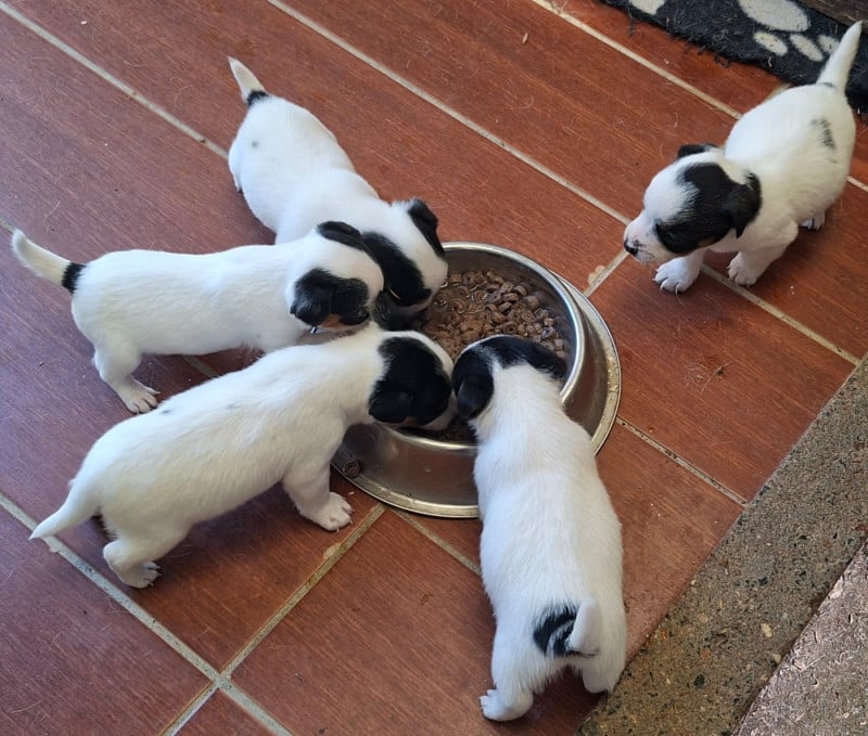 Jack Russell Terrier - De L'Etang De Rochefort