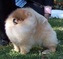 aslan poms Katara dite tara
