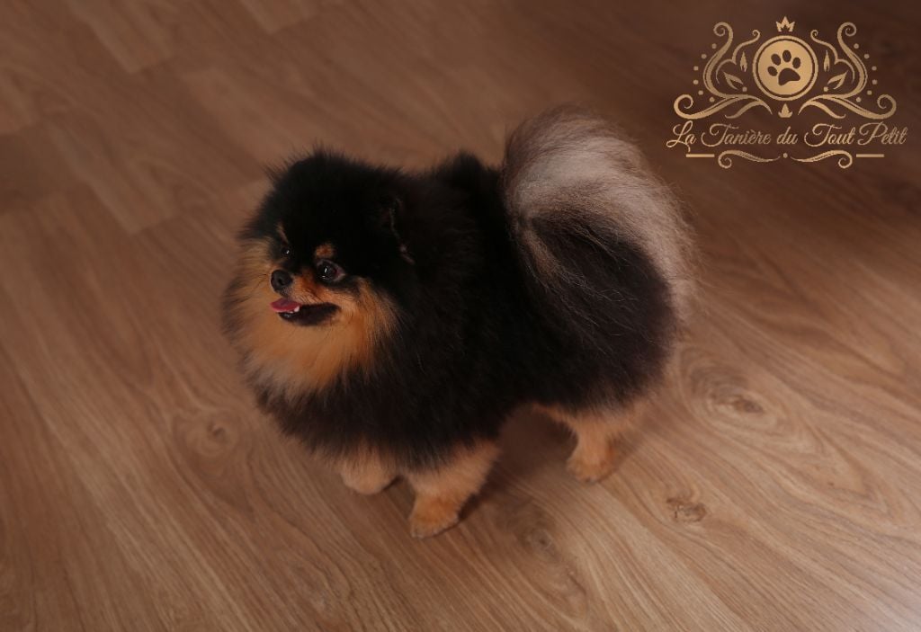 TR. CH. aslan poms Rolex