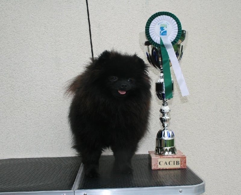 Ulane dite leia des Elfes Blancs