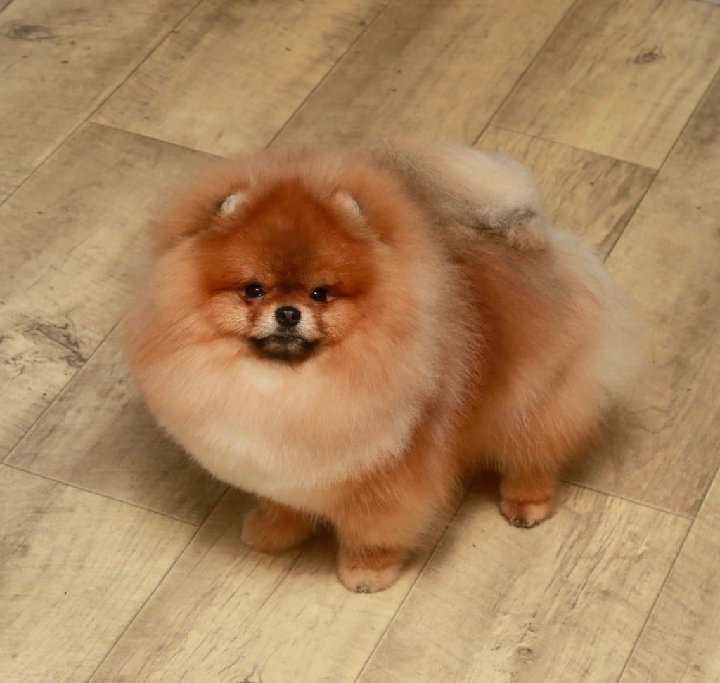 Publication : Du Marquis De La Vaunage Auteur : Marina