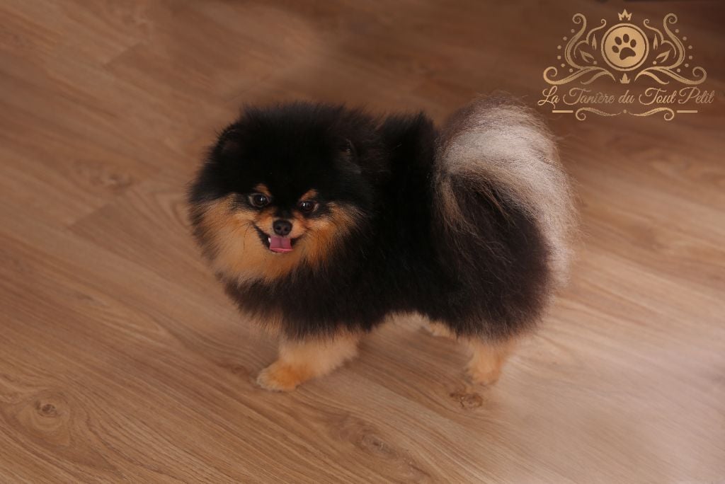TR. CH. aslan poms Rolex