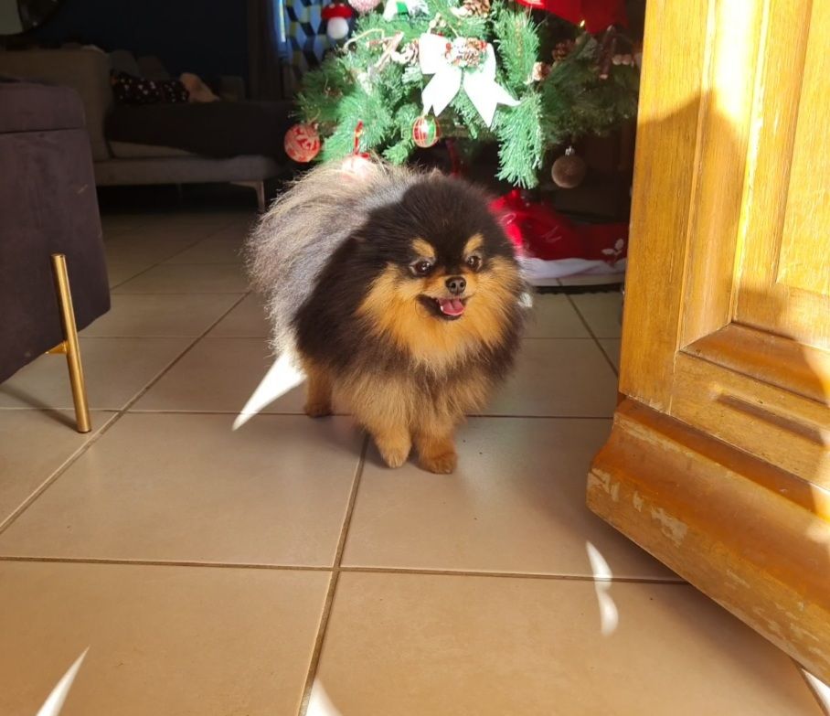TR. CH. aslan poms Rolex
