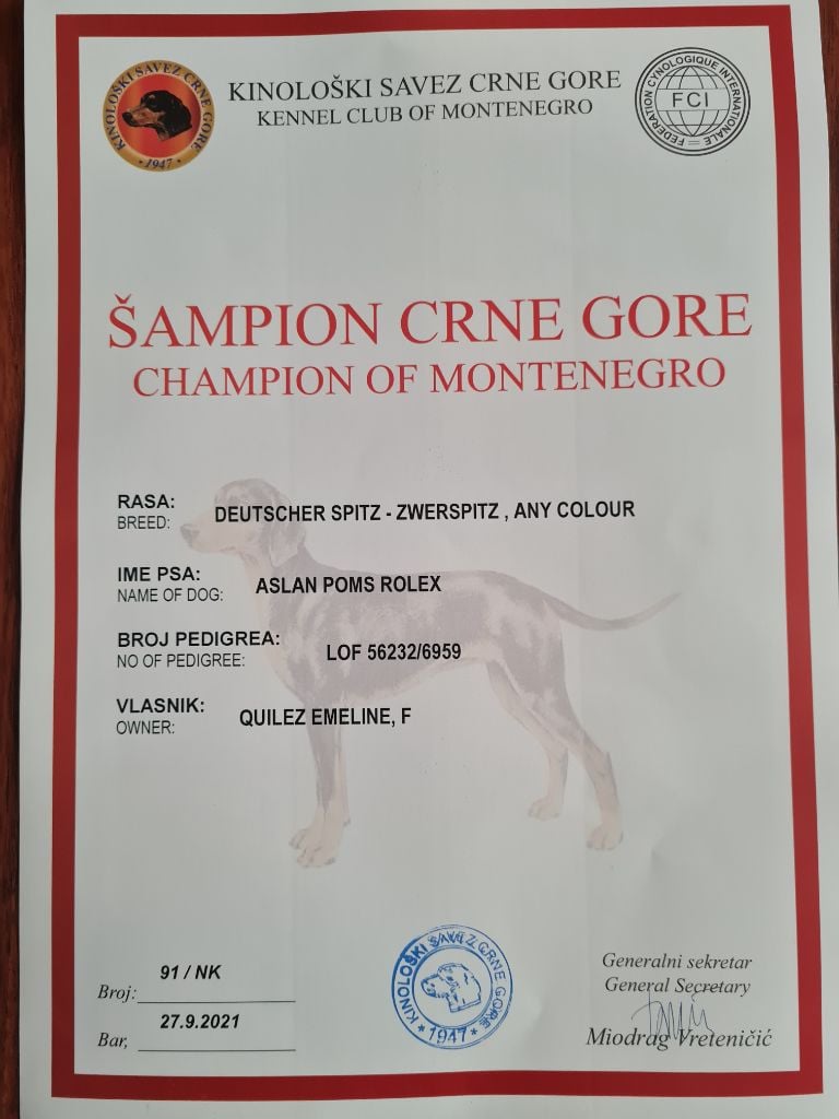 TR. CH. aslan poms Rolex
