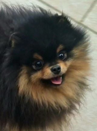 TR. CH. aslan poms Rolex