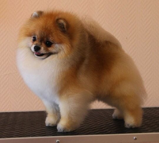 TR. CH. aslan poms Rolex
