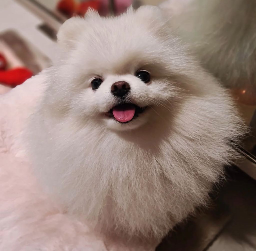 Ulane dite leia des Elfes Blancs