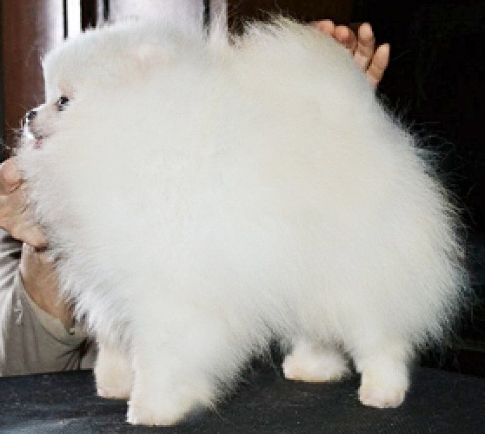 Ulane dite leia des Elfes Blancs