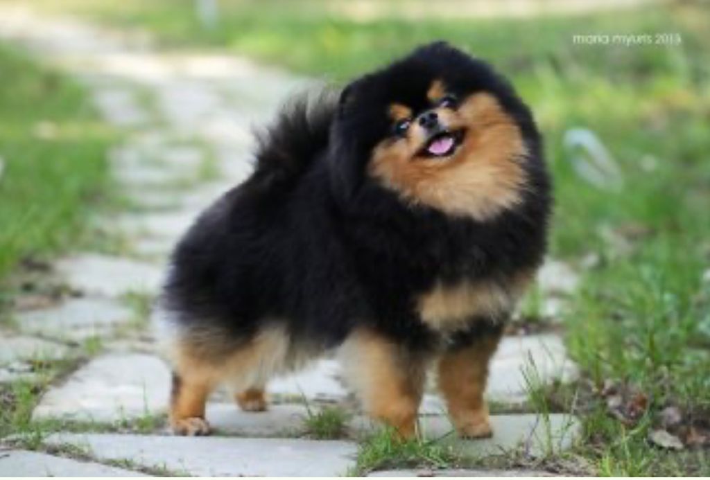 Ulane dite leia des Elfes Blancs