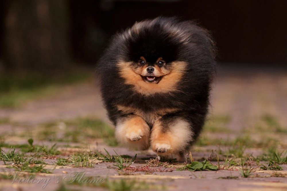TR. CH. aslan poms Rolex