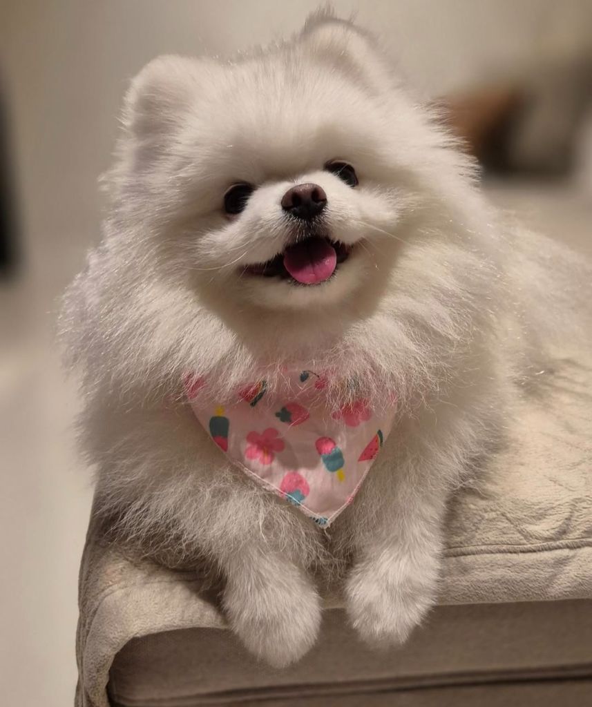 Ulane dite leia des Elfes Blancs