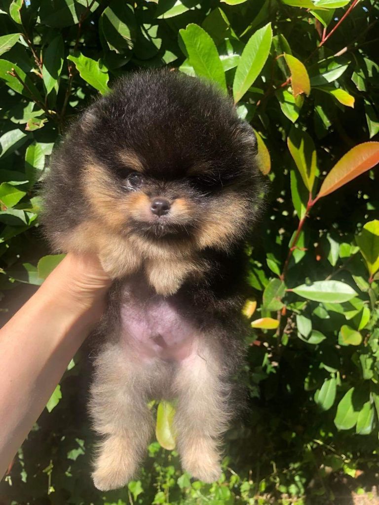 TR. CH. aslan poms Rolex
