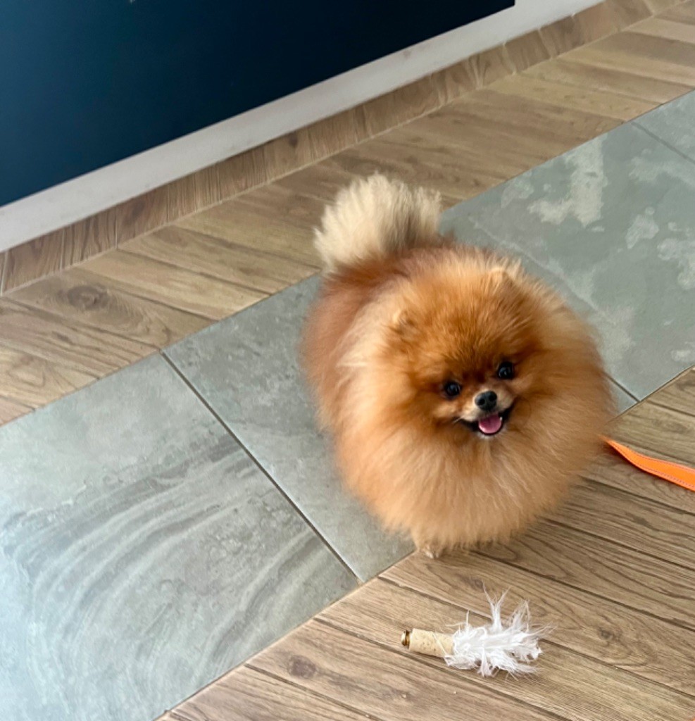 Publication : Du Marquis De La Vaunage Auteur : Marina