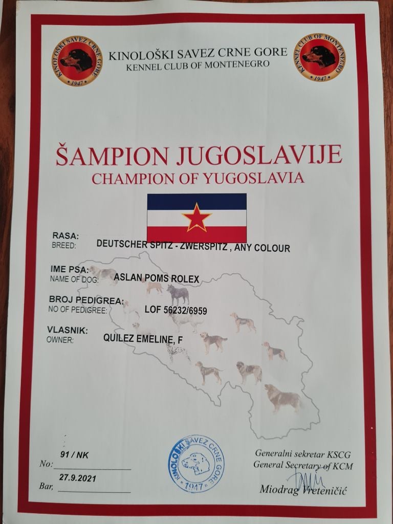 TR. CH. aslan poms Rolex