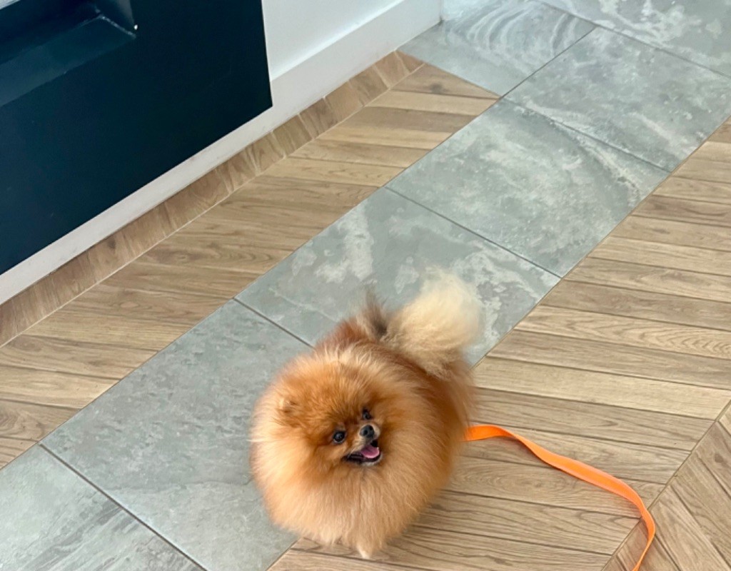 Publication : Du Marquis De La Vaunage Auteur : Marina