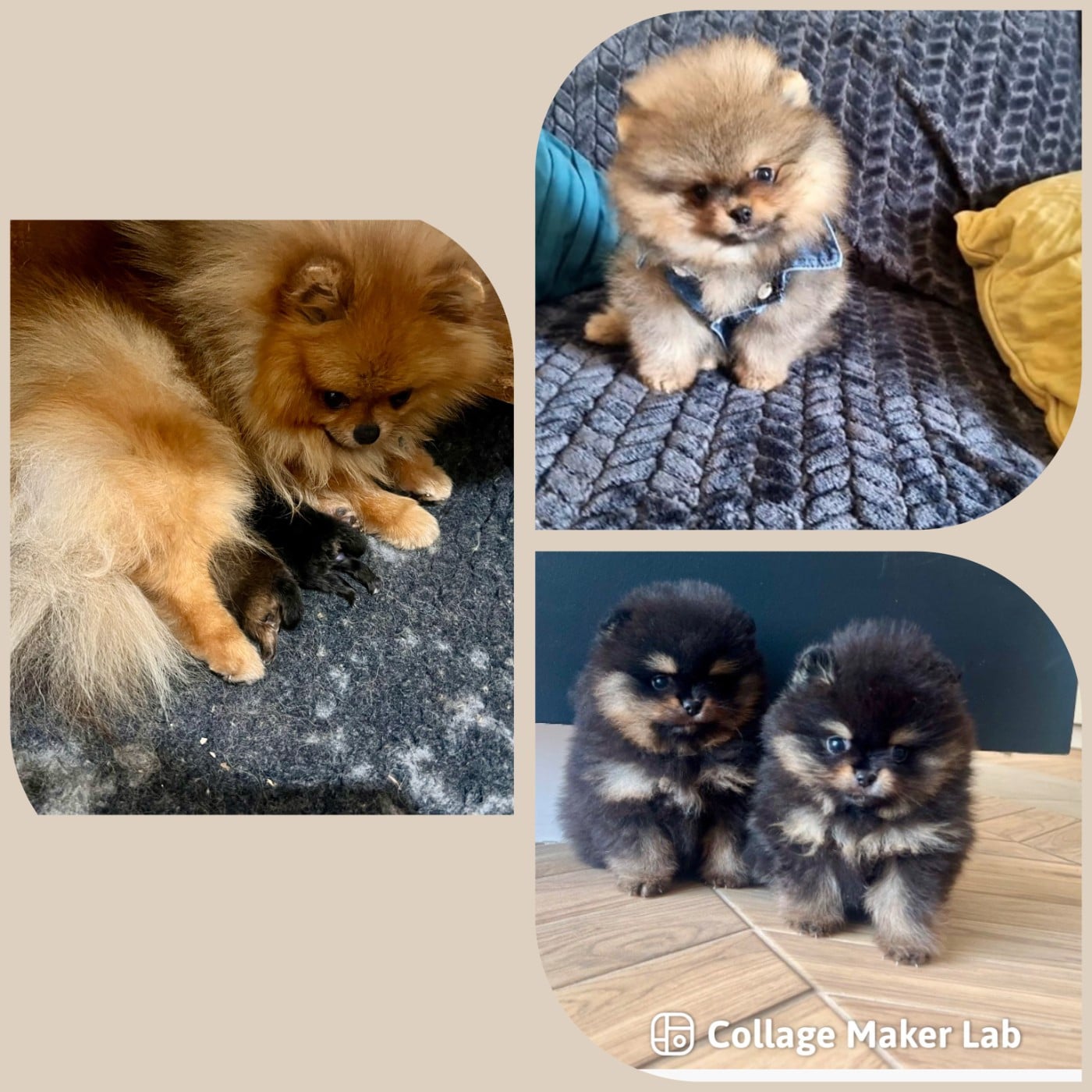 Chiot Spitz allemand