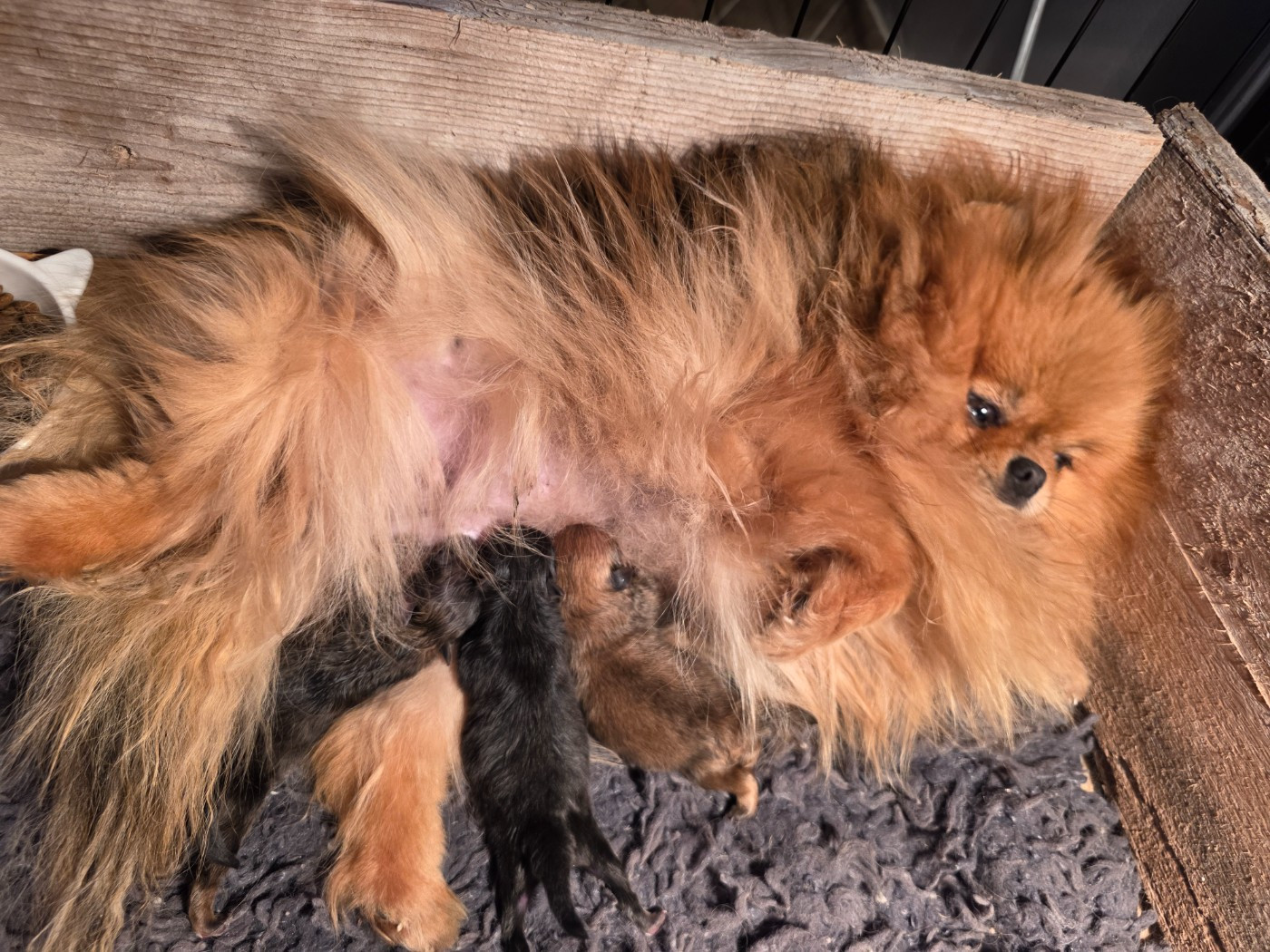 Boss - Spitz allemand