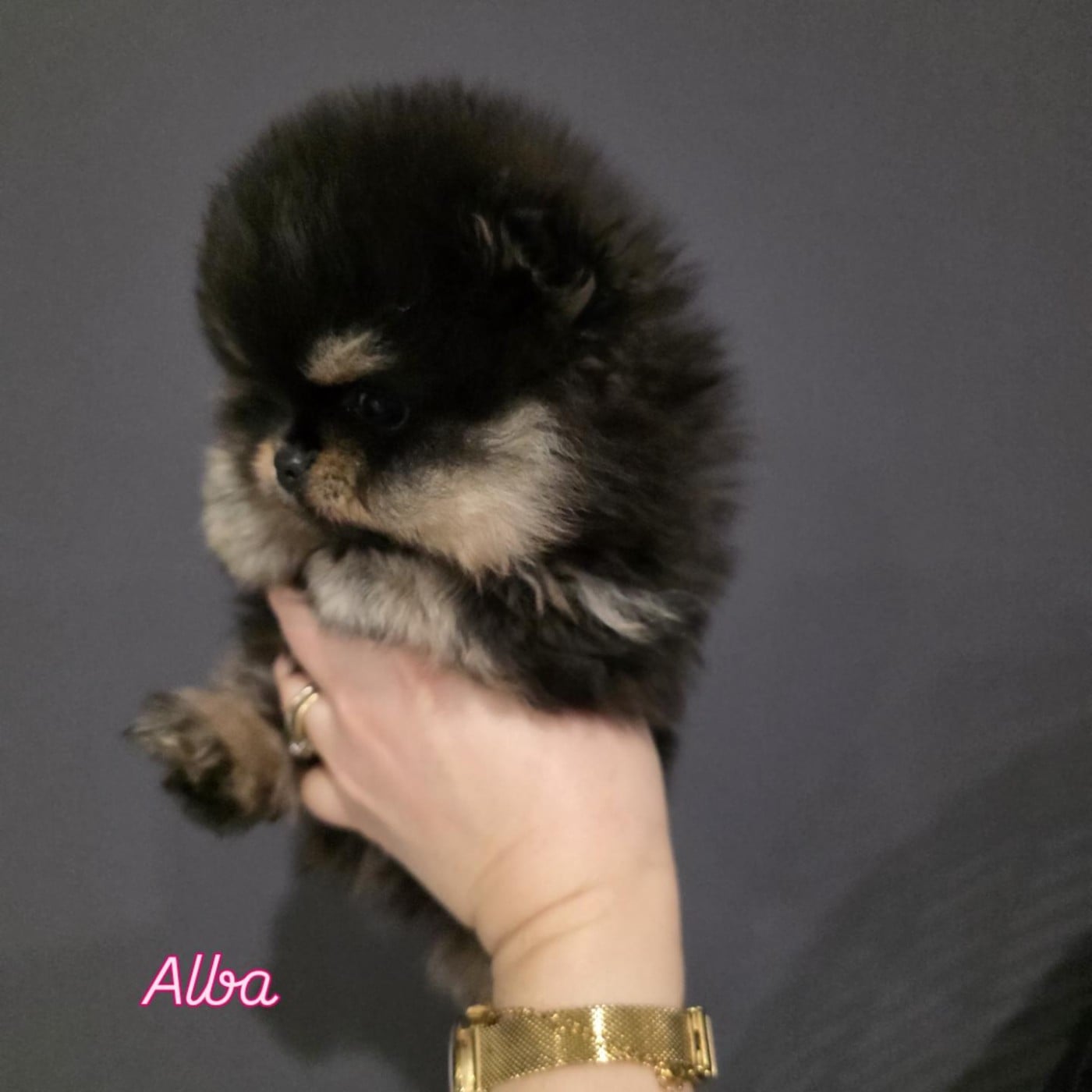 Alba