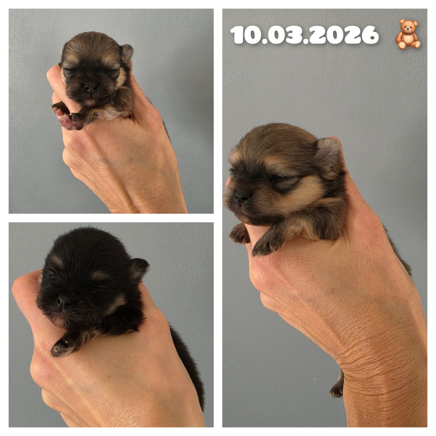 Chiot Spitz allemand