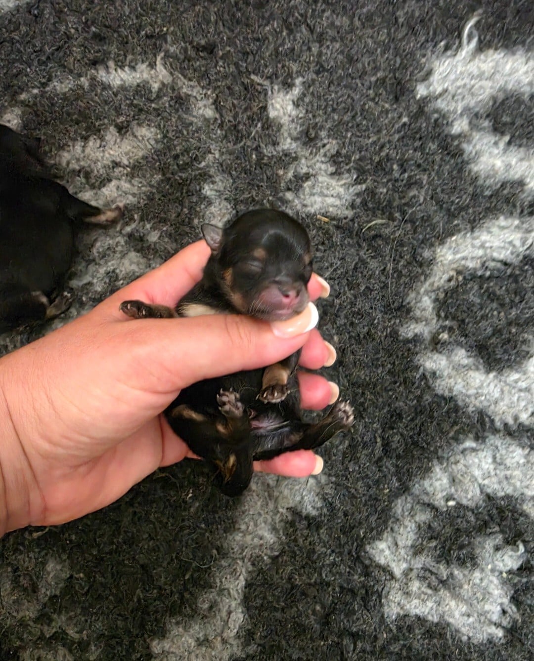 Chiot N°2 - Spitz allemand