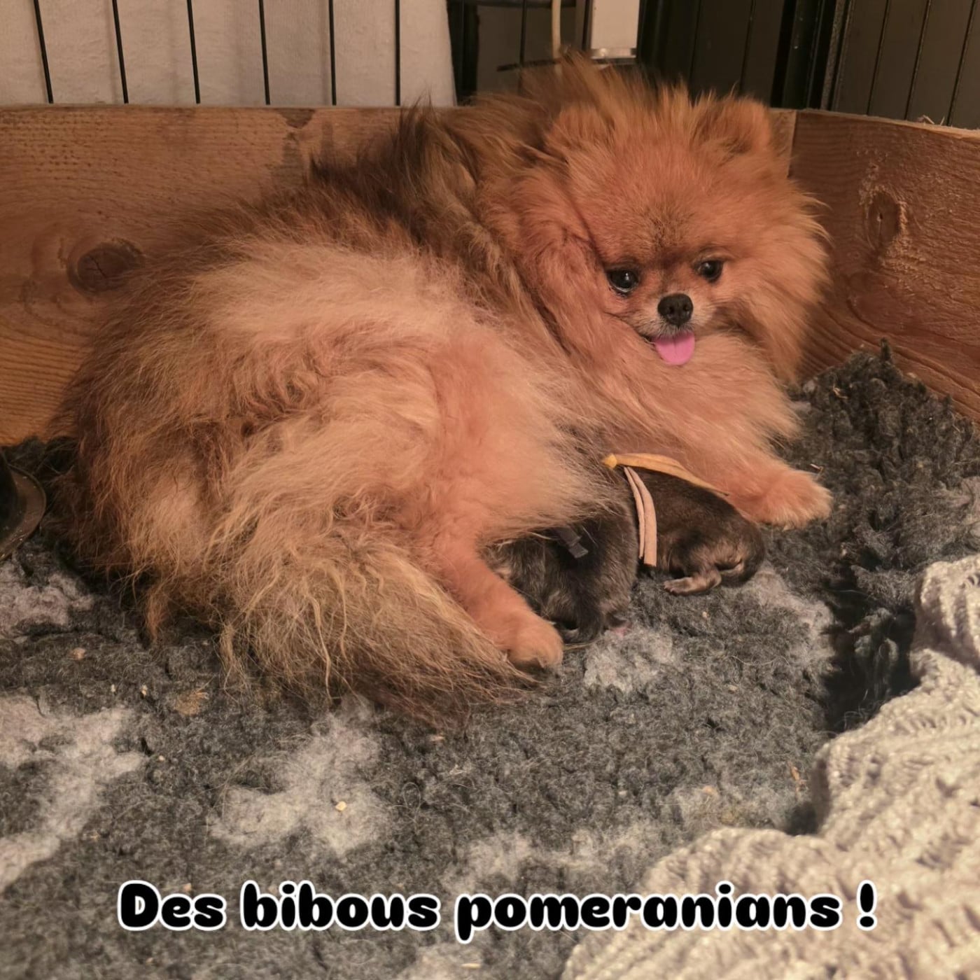 Chiot Spitz allemand