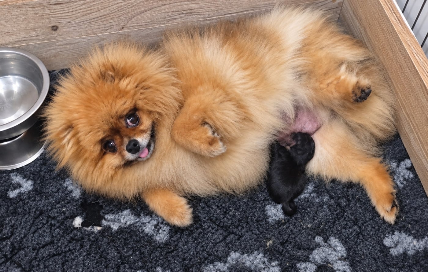 Chiot Spitz allemand