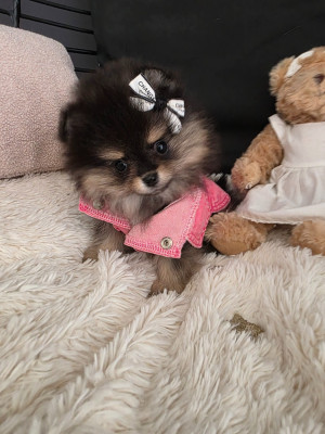 Les chiots de Spitz allemand