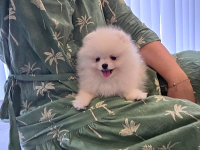 Les chiots de Spitz allemand