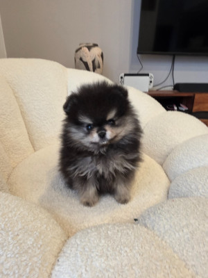 Les chiots de Spitz allemand