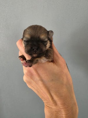 Les chiots de Spitz allemand