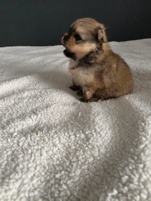 Les chiots de Spitz allemand