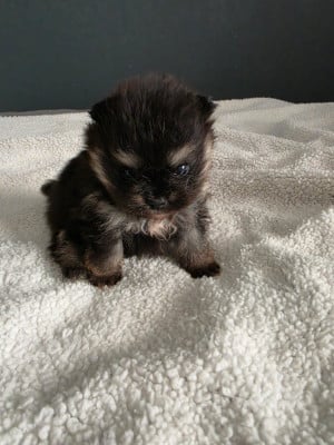 Les chiots de Spitz allemand