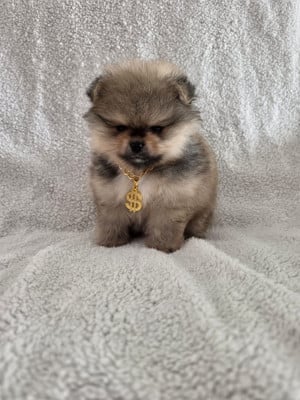 Les chiots de Spitz allemand
