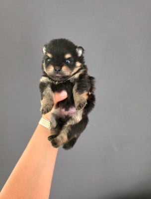 Les chiots de Spitz allemand