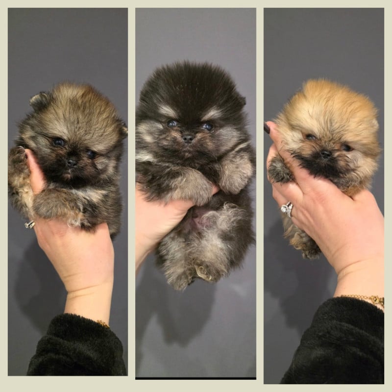 Spitz allemand - Du Marquis De La Vaunage