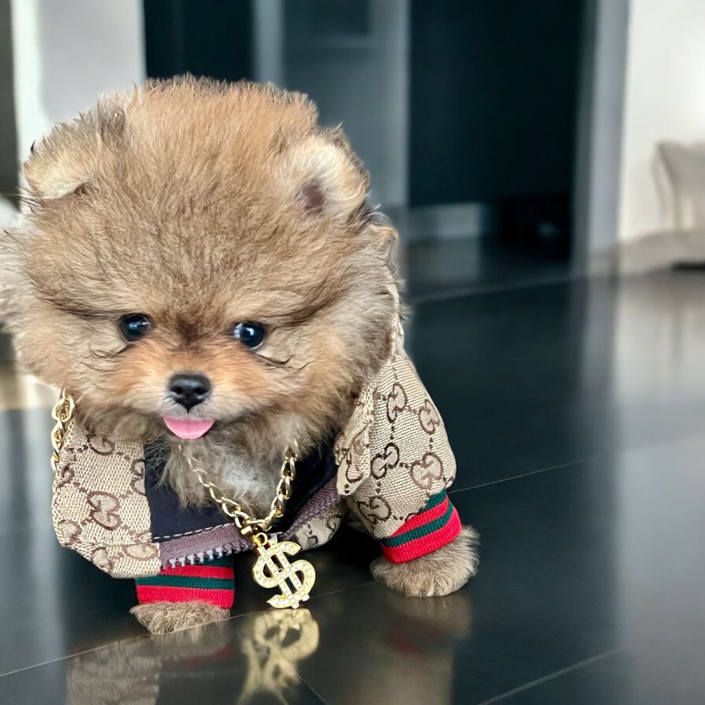 Spitz allemand - Du Marquis De La Vaunage