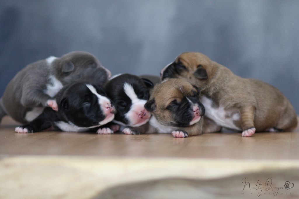 chiot American Staffordshire Terrier Natty Diamonds
