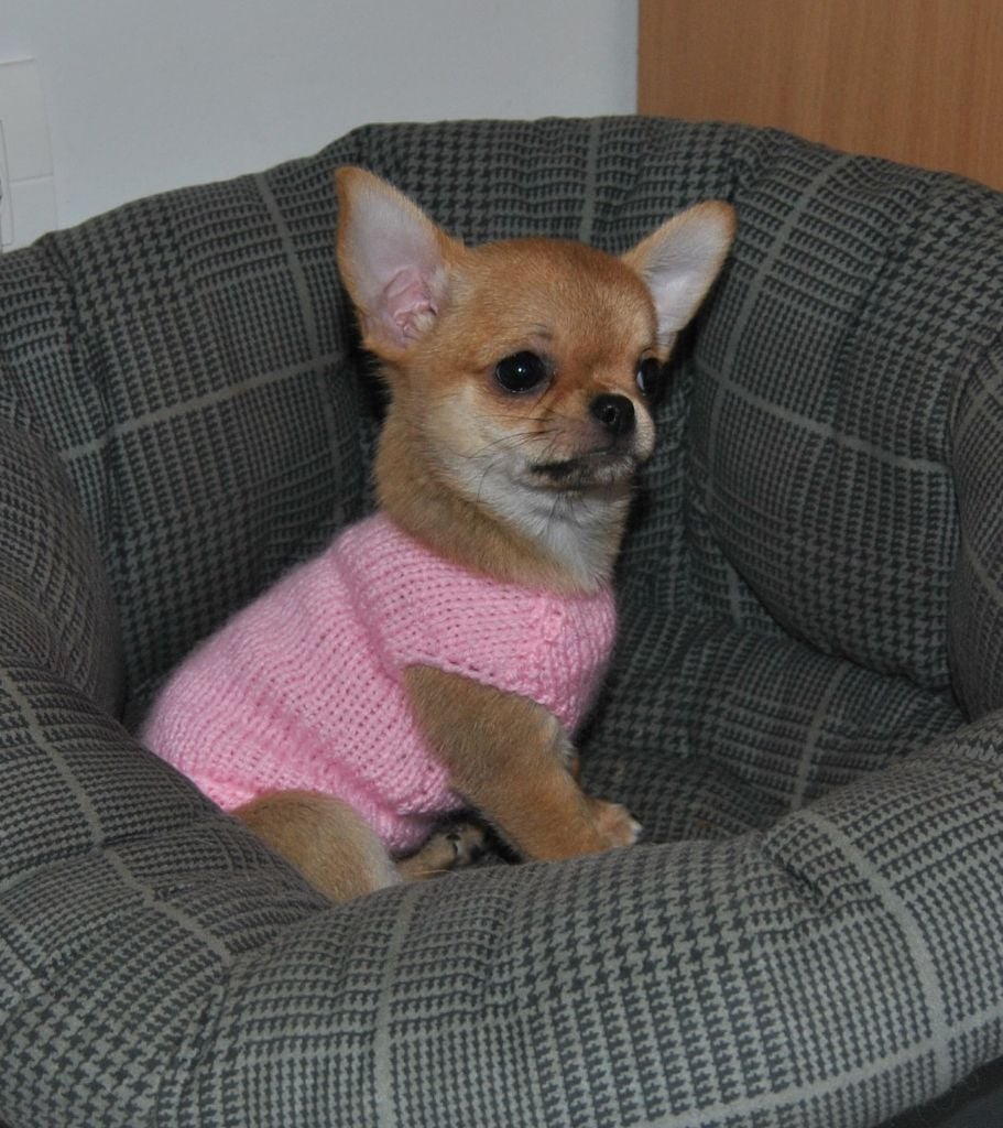 Publication : (Sans Affixe)