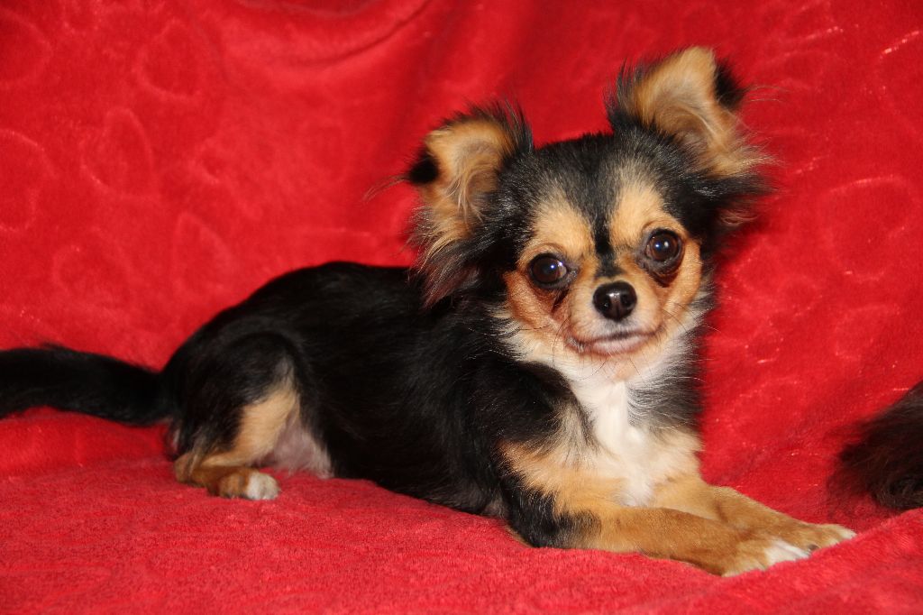 Publication : Du royaume de Matiliane Auteur : élevage du royaume de matiliane