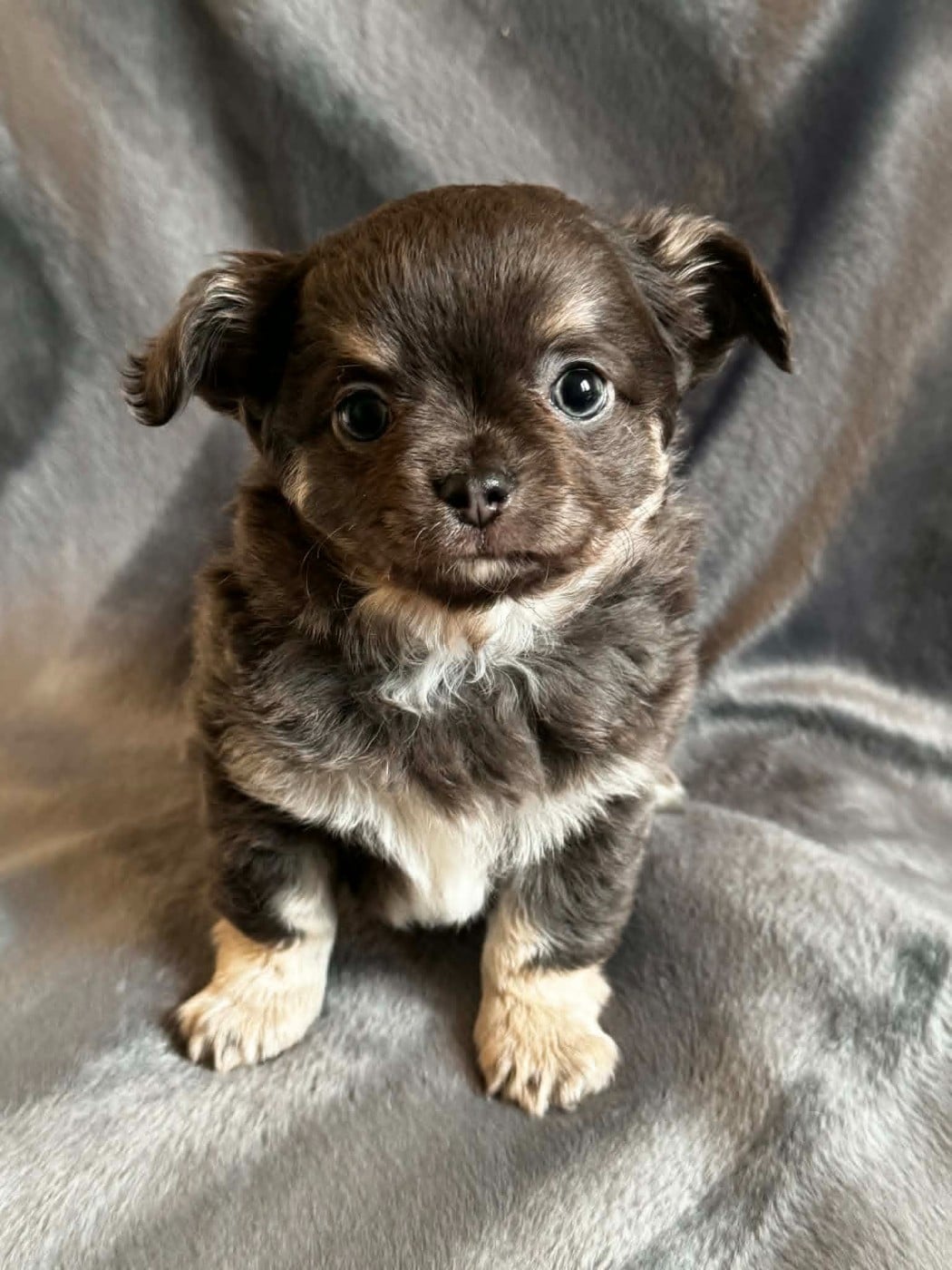 Chiot N°1 - Chihuahua