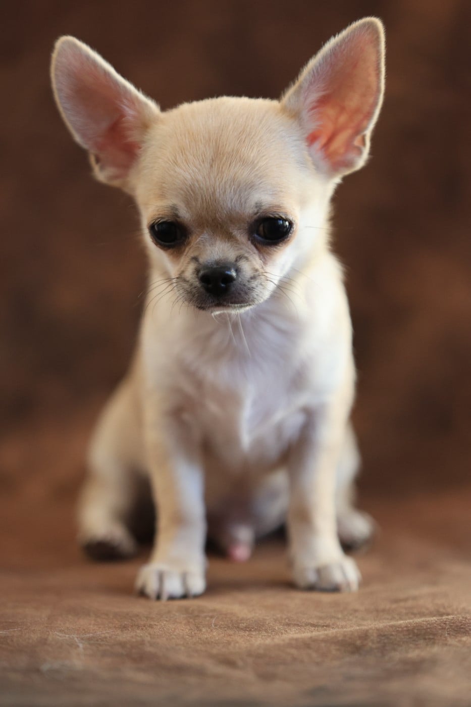 Chiot N°1