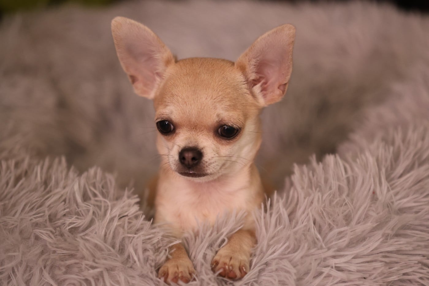 Chiot N°3