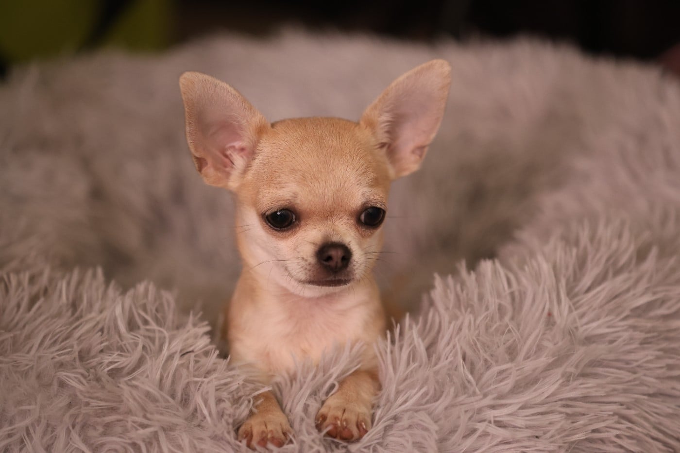 Chiot N°3