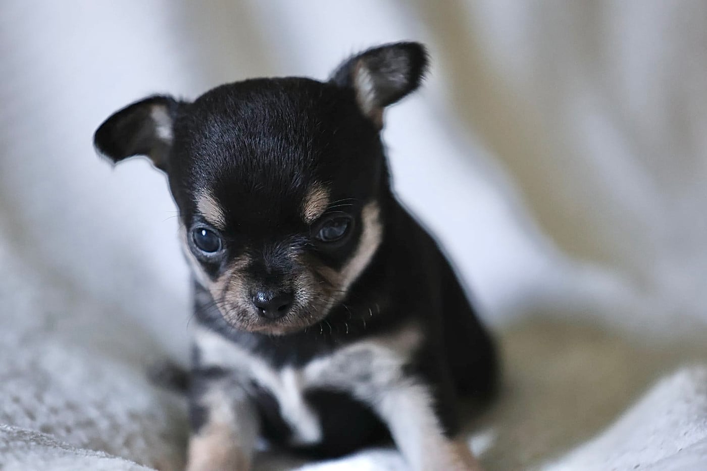 Chiot N°1