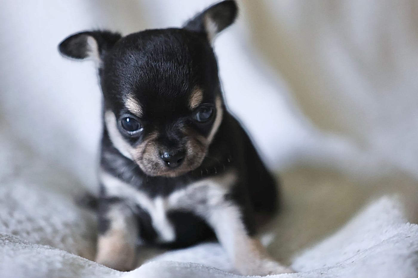 Chiot N°1