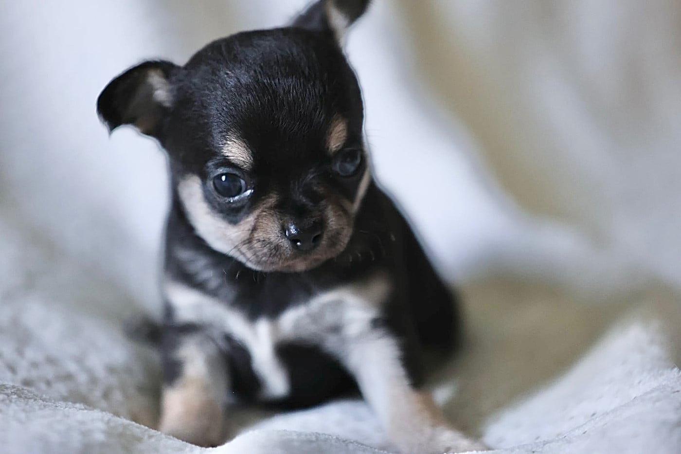 Chiot N°1